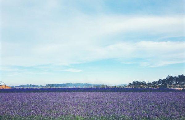 cánh đồng hoa Lavender